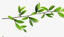 有关树木的比喻句