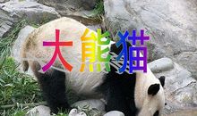 大熊猫的比喻句