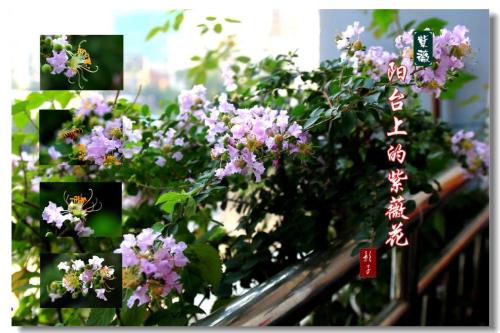 紫薇花的比喻句