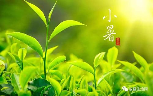 关于种好作物的谚语