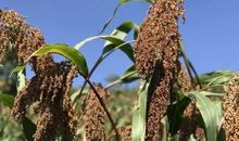 用高粱造比喻句