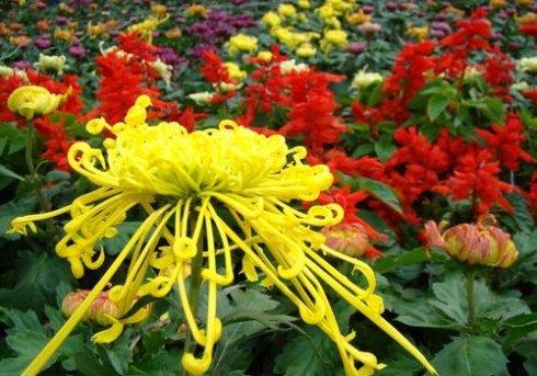 菊花