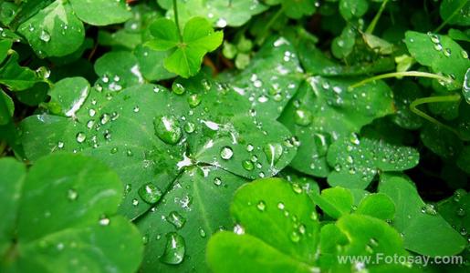 关于雨声的寓言