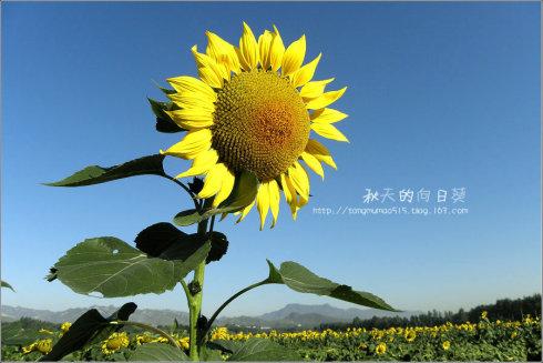 太阳花拟人化