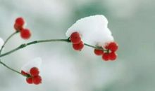 描写初雪的抒情句子