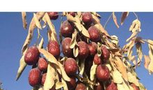 关于红枣的比喻句