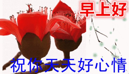 早上问候情人