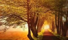 秋天景物的比喻句