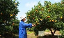 关于果园的比喻句