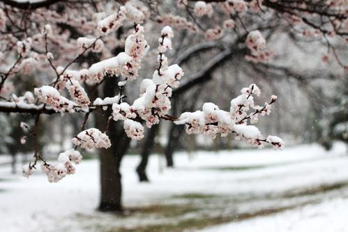 冬季的雪花隐喻