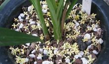 写桂花的比喻句