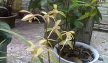 关于兰花的比喻句