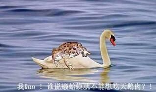 蟾蜍打哈欠