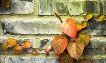 三年级秋天谚语