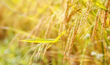 稻谷成熟比喻句