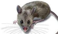 耗子洞摆神像歇后语