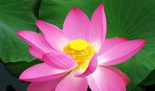 描写莲花的古诗词