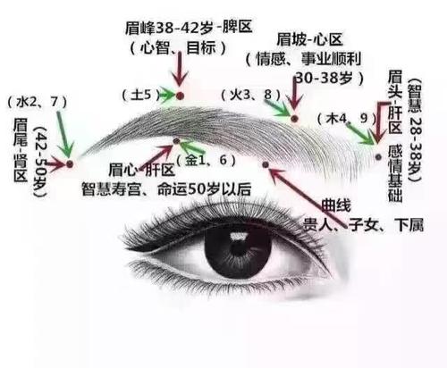 眉毛是什么样的隐喻？