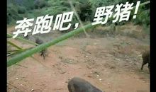 麒麟角蛤蟆毛歇后语