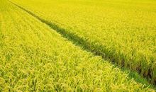 关于稻穗的比喻句