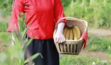 写田野的比喻句