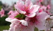 描写桃花盛开的句子