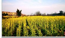 写油菜花的比喻句