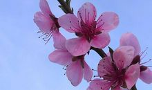 形容桃花的比喻句