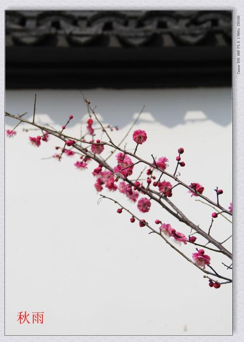 梅花的比喻句