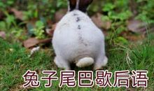 兔相关的谚语
