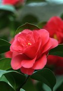 茶花