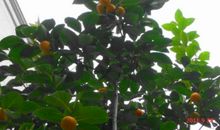 柿子树的比喻句