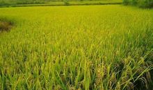 描写乡下风光的谚语