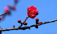 形容春花的句子