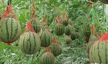 西瓜的谚语