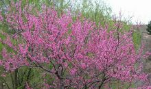 描写桃树的比喻句