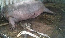 形容河马的比喻句