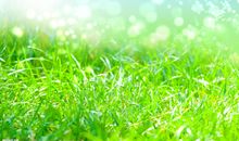 描写春天小草的句子