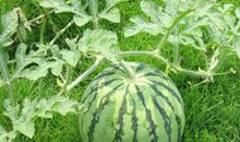 关于西瓜的谚语