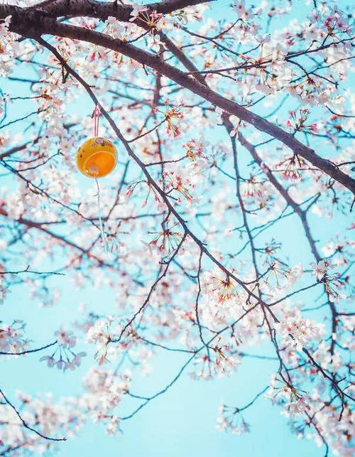 樱花拟人化