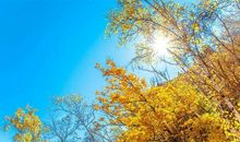 形容金秋的美景的诗句