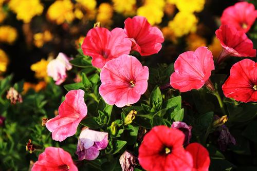 花在句子