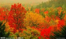 描写秋天树的句子