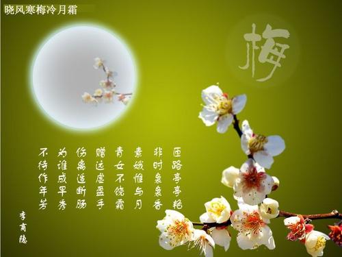 赞美梅花的美丽句子