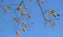 柿子成熟了比喻句