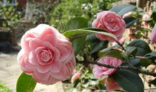 赞美茶花的句子