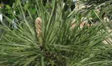 有关松树的比喻句