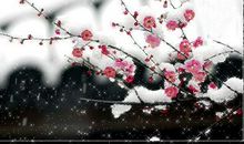 描写雪中梅花的句子