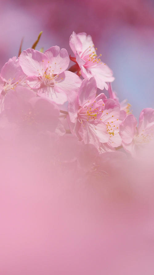 形容桃花的句子