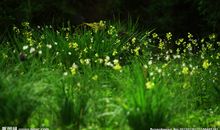 春天的小草比喻句